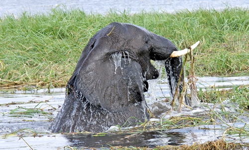 GEO_0443.1.elephant.bathing